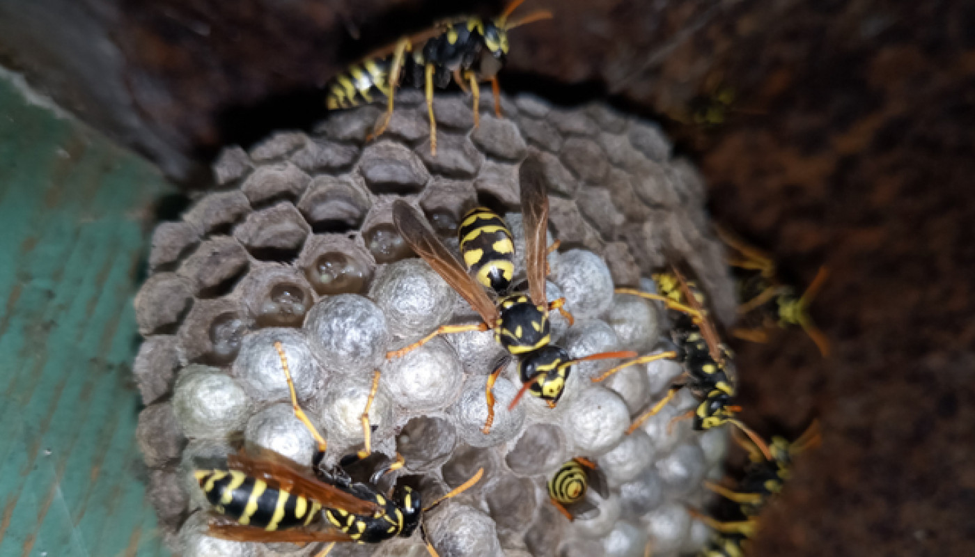 Est-il possible d’avoir un nid d’insectes dans sa maison ?